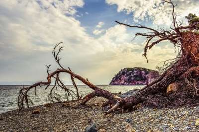 卵石滩 荒野 倒下的树 废墟 海滩 自然 海 海岸 景观 下午