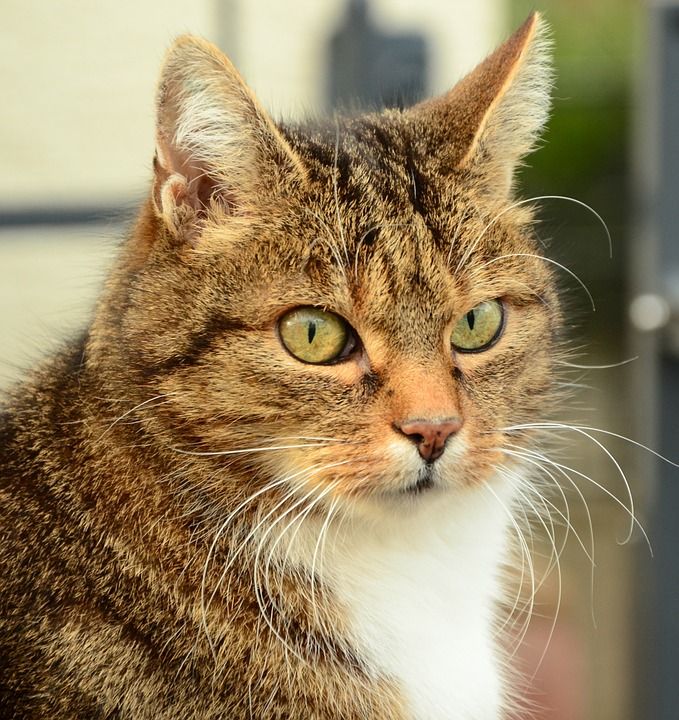 猫 猫眼 家猫 家畜 猫肖像 猫鼻子 动物 鲭鱼 细心 表情