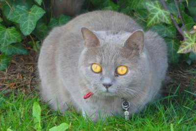 猫 眼睛 外套 脸 毛 动物医院 性质 好奇的