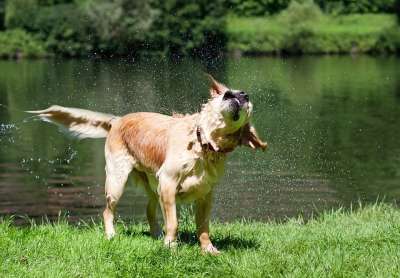 狗 金毛猎犬 湿的 摇 夏天 游泳 流动 户外