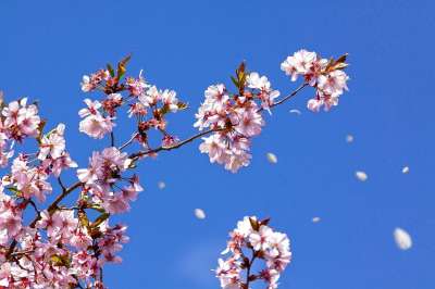 春天 樱花 日本樱桃 太阳 开花 天堂 盛开 觉醒 粉色的