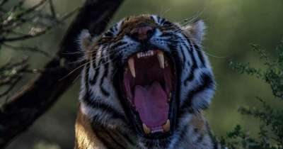 老虎 大猫 怒吼 野生猫 猫科动物 头 虎头 泰国 动物