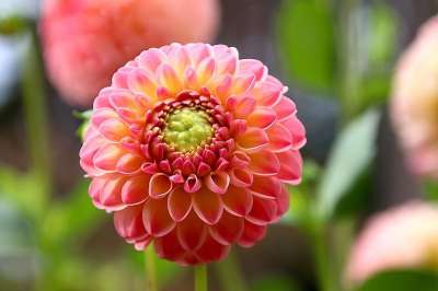 大丽花 花 花园 花瓣 盛开 开花 植物 植物群 自然