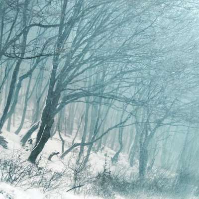 树木 森林 冬天 森林树木 雪