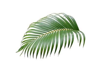 棕榈 叶子 热带 植物 自然 树 异国情调 椰子 植物学 叶