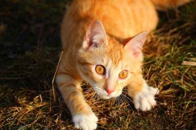 猫 小猫 红虎斑 红猫 猫眼 猫科 猫肖像