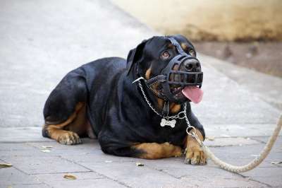 枪口 露背 罗威纳犬 狗嘴 挑衅的 平静下来 安抚 良好的行为