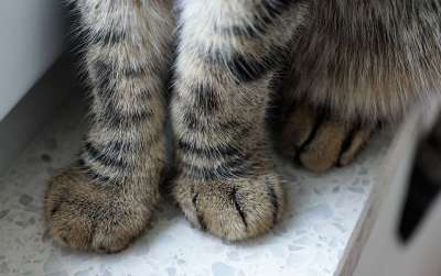 猫 动物 家畜 猫眼 幼兽 爪子 Tigerle 老虎 宿醉