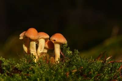 蘑菇 海绵 苔藓 盘状真菌 秋天 森林 自然