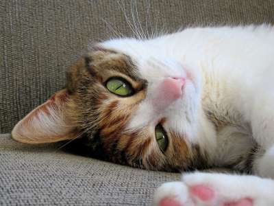 小猫 猫 虎斑猫 可爱的 宠物 年轻 基蒂