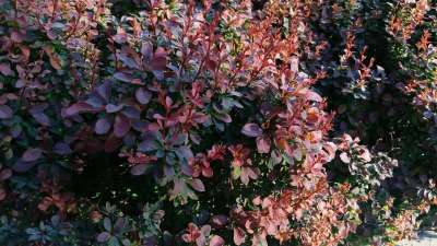 花 自然 背景 春天 夏天 春天的花朵 花卉背景 植物