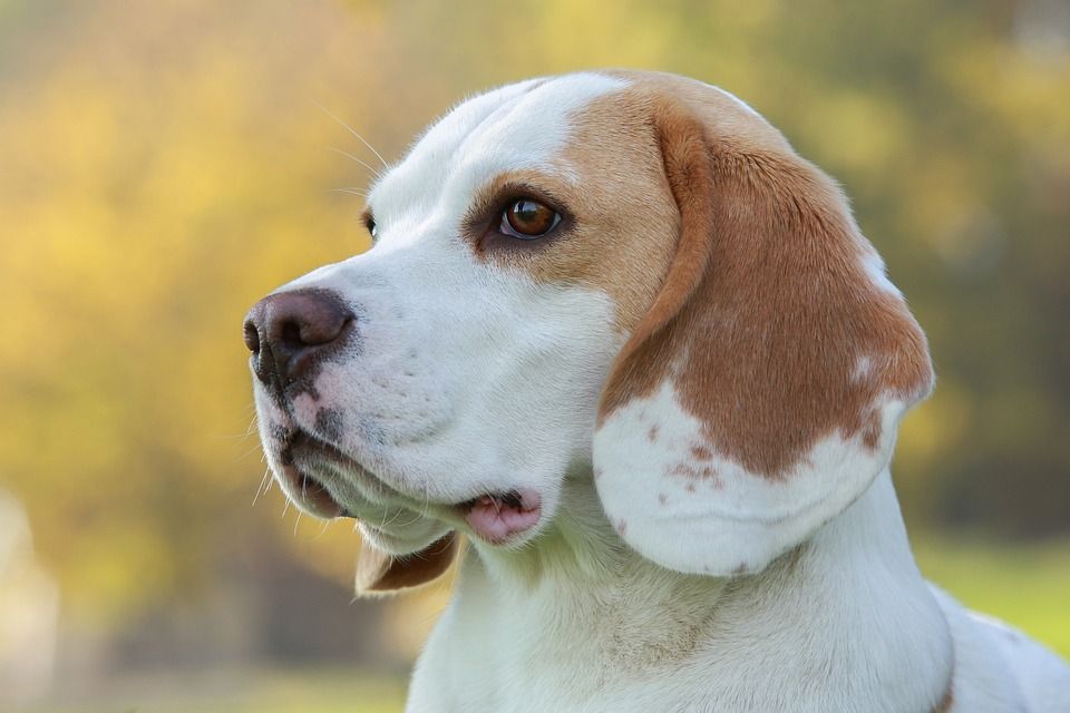比格犬, 猎犬, 养殖的男性, 打包狗, 肖像