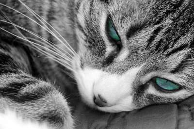 猫 蓝色的 眼睛 黑和白 晶须 灰猫