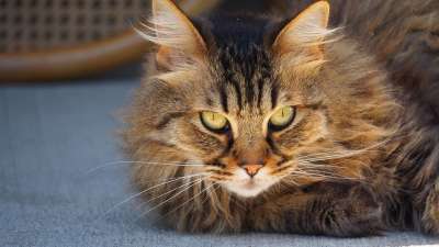 猫 肖像 小猫 可爱的 动物 猫科动物 蓬松的 宠物 猫的眼睛