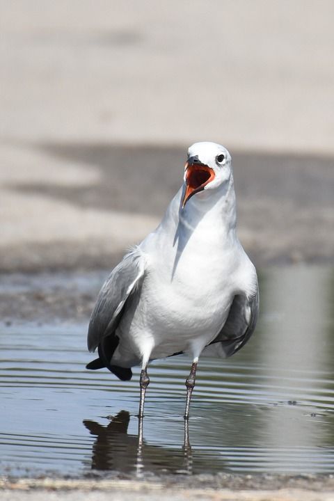 Leucophaeus Atricilla 阿兹特克的海鸥 鸥 冬天的衣服
