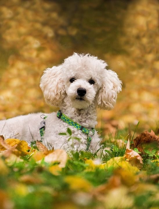 贵宾犬 迷你贵宾犬 狗 说谎 草地 树叶 落下 白色的