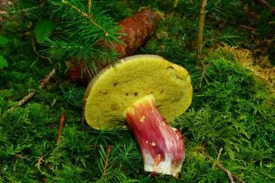 红脚牛肝菌 蘑菇 食用 森林 森林地面 管蘑菇 苔藓 蘑菇采摘者