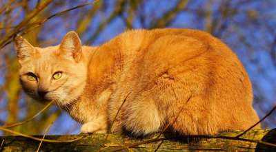 猫 女性 花园 日光浴 冬天 家猫 猫脸 肖像 可爱的 头