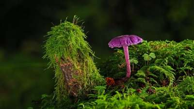 蘑菇 苔藓 森林地面 油漆漏斗 紫色油漆料斗 落下 木耳 野生蘑菇