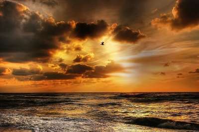 鸥 日落 丹麦 鸟 傍晚的天空 海滩 海 水 余辉 海岸