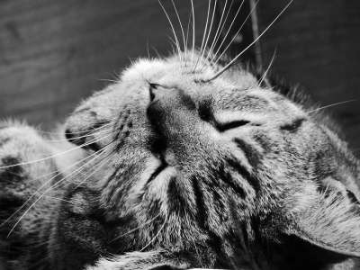 猫 老虎 猫科动物 黑色和白色 睡眠