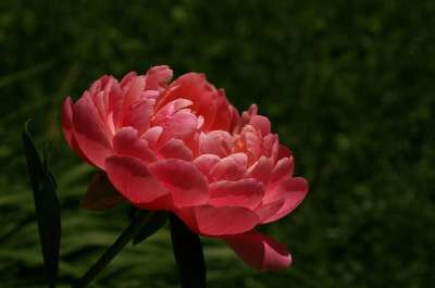 牡丹 开花 春天的花朵 花 多年生 粉色的 粉色牡丹 盛开 春天