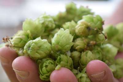 酒花 普通跃点 花朵 哈工厂 葎草 收成 啤酒调味料 一把 特写