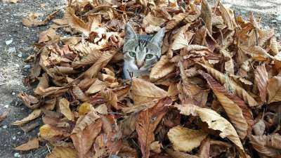 猫 床单 干叶子 秋天 寒冷的 隐藏