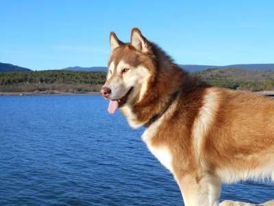 西伯利亚雪橇犬 狗 吉祥物 动物 多毛 犬岐 哺乳动物