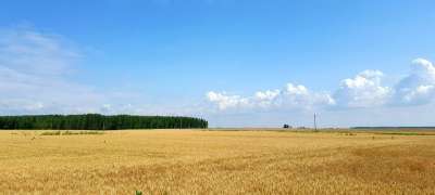 匈牙利 字段 小麦 景观 Wheatfield 夏天 性质