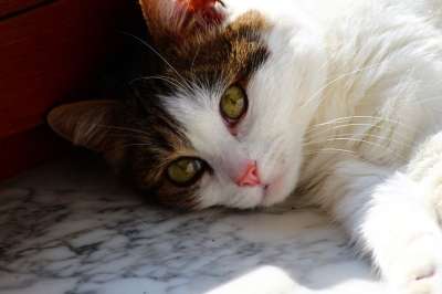 猫咪 眼睛 宠物 肖像