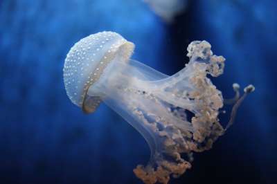 海蜇 热那亚 水族馆 港口 旅行 利古里亚