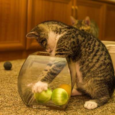 宿醉 小的 鲭鱼 小猫 家猫 家畜 可爱的 猫 猫宝宝 猫脸