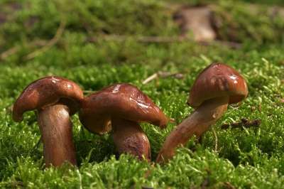 蘑菇 菌 菌类 苔藓 森林 秋天 收藏