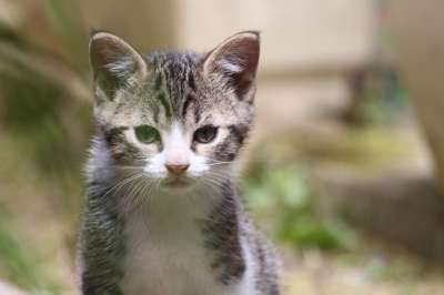 家畜 小猫 欧洲猫 老虎 可爱