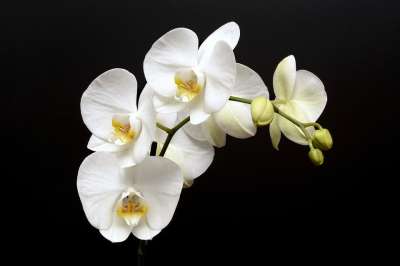 兰花 花 开花 芽 热带 白色的 花瓣 关闭 自然 兰花