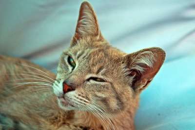 猫 鲭鱼 虎猫 小猫 老虎 大花猫 品种猫 猫眼 小胡子