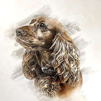 可卡犬 狗 狗的画 动物画 宠物 犬类 肖像 创造力 艺术品