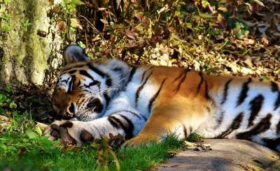 老虎 捕食者 潜伏 毛皮 美丽的 危险的 大猫 野生动物