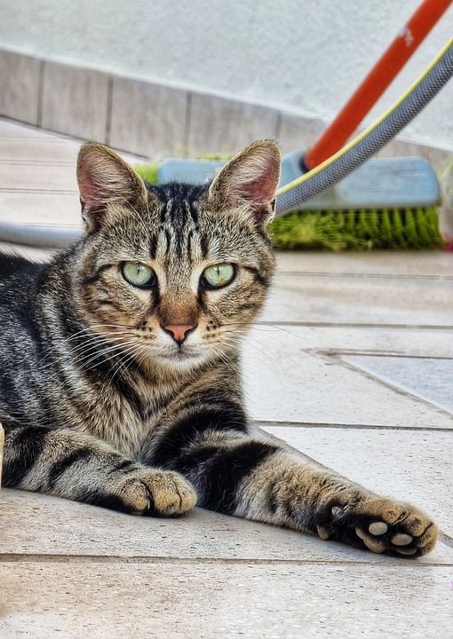 猫 动物 户外 猫科动物 国内的猫 国内动物