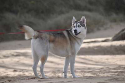 狗 沙哑 动物 哈士奇狗 北欧狗 原始品种的狗 宠物 家犬 犬类