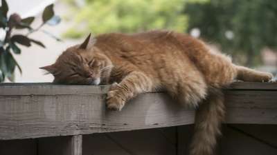 猫 睡觉 懒惰的 宠物 可爱的 动物 猫科动物 睡眠 有趣的