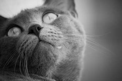 猫 脸 猫科动物 动物 哺乳动物 吉祥物 昂贵的