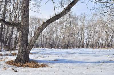 春天 雪 树木 水坑 森林 景观