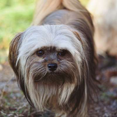 狗 犬类 国内的 哺乳动物 可爱的 动物