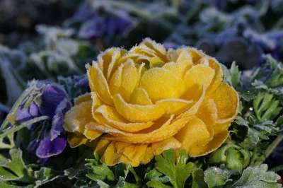 花 开花 冻结 黄色 春天的开始 花瓣 花园 公园 盛开 新鲜