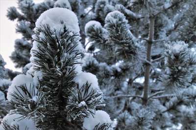 圣诞树 针叶树 弗罗斯特 雪 白 冻结 冰冷的 似雪 白色的