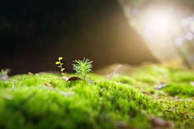 苔藓 森林 绿色 自然 特写 蓬松的 柔软的 树苗 照明心情