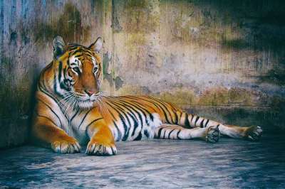 孟加拉虎 老虎 捕食者 孟加拉 猫 野猫 印度 野生动物 动物