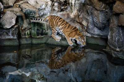 老虎 捕食者 大猫 危险的 食肉动物 动物园 苏门答腊虎 野猫